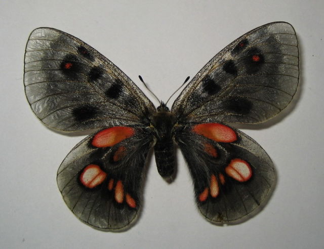 Parnassius ssp. female (aberration, dark form) (Internet Image property of respective owner, non-commercial use only)